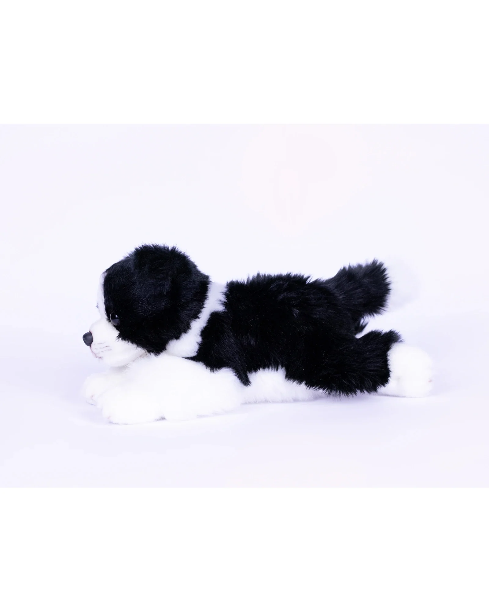 Jasper Border Collie - Image 2