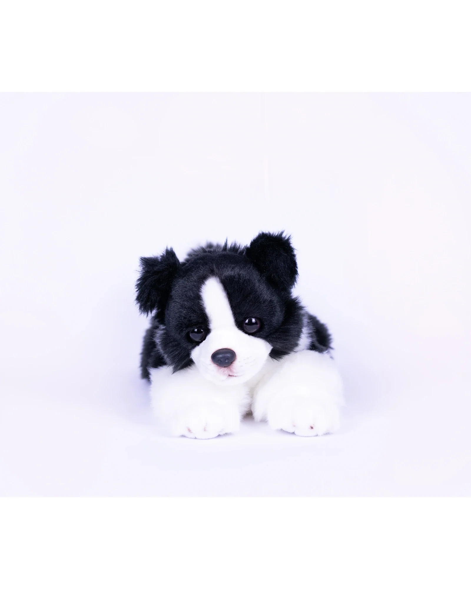 Jasper Border Collie - Image 3