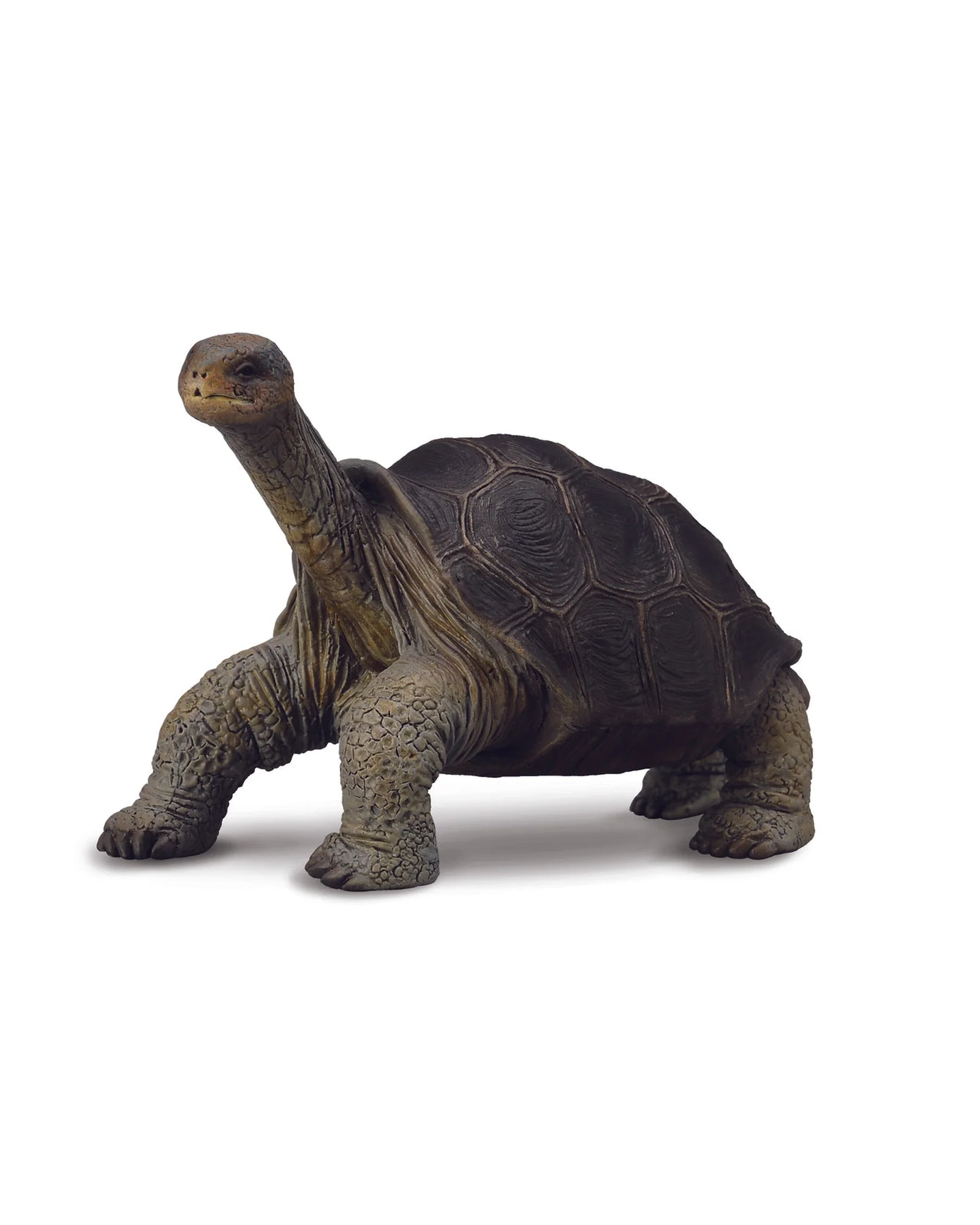 CollectA M Tortoise Pinta Island
