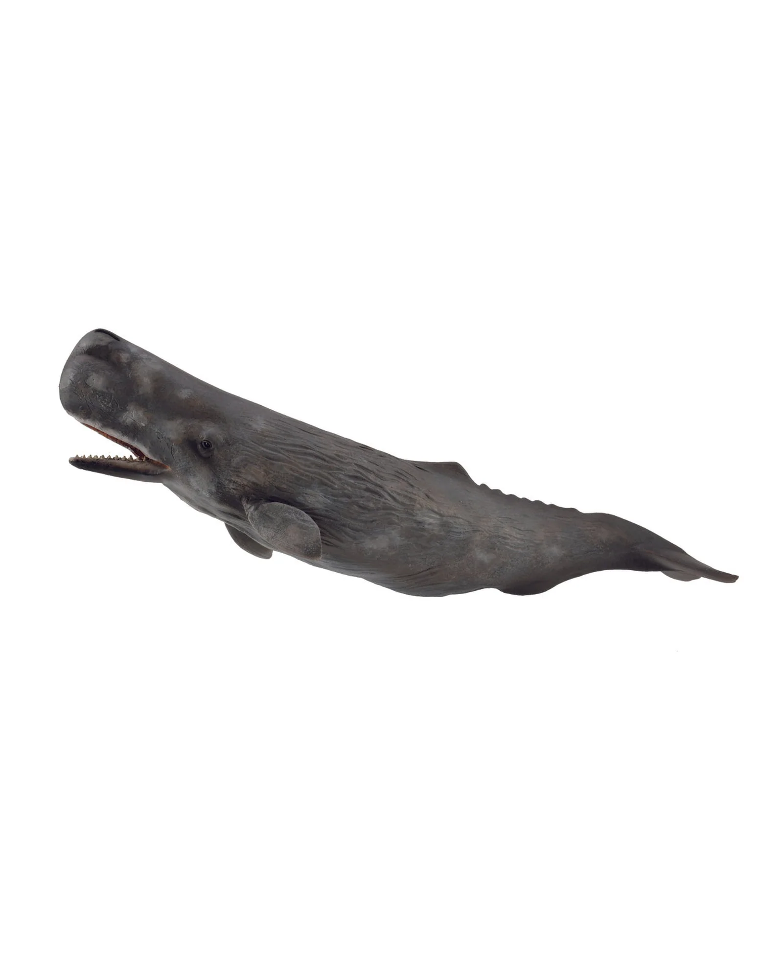 CollectA XL Sperm Whale