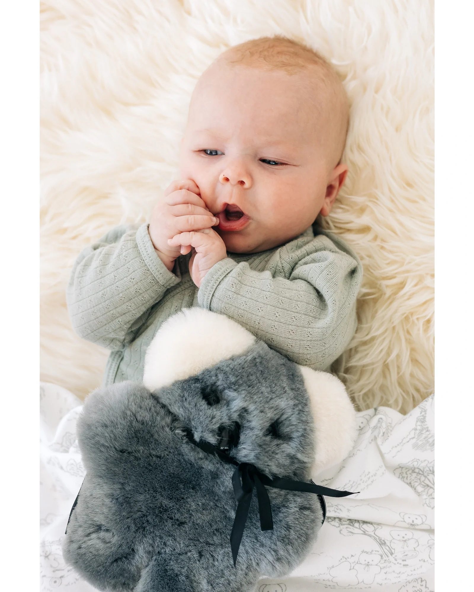FLATOUTbear Baby Koala - Image 3