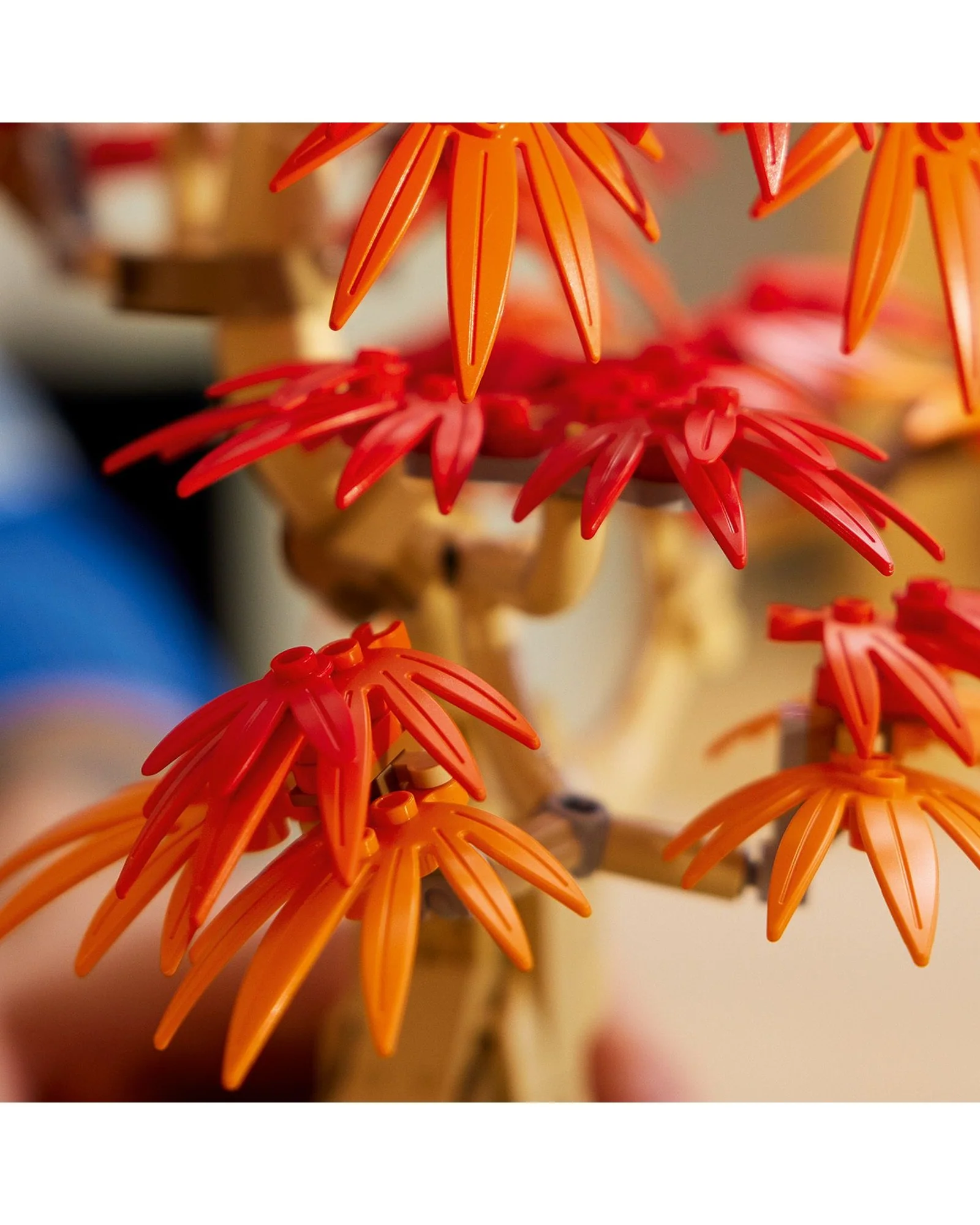 10348 Japanese Red Maple Bonsai Tree - Image 4