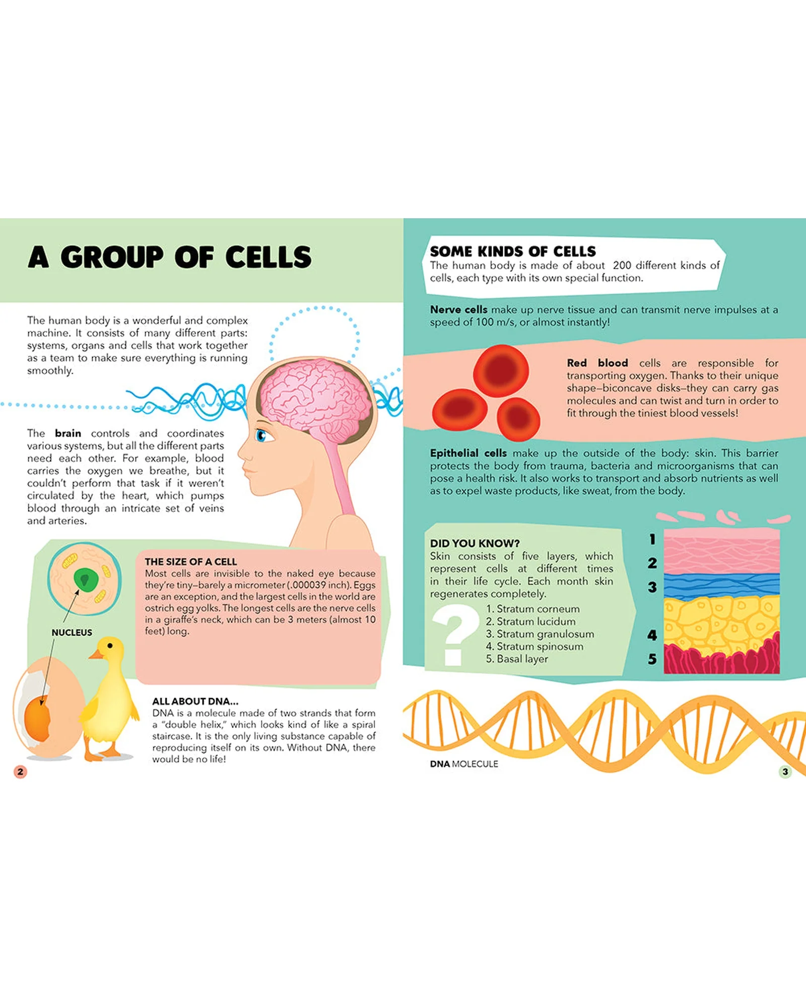 Travel Learn Explore – The Human Body - Image 14
