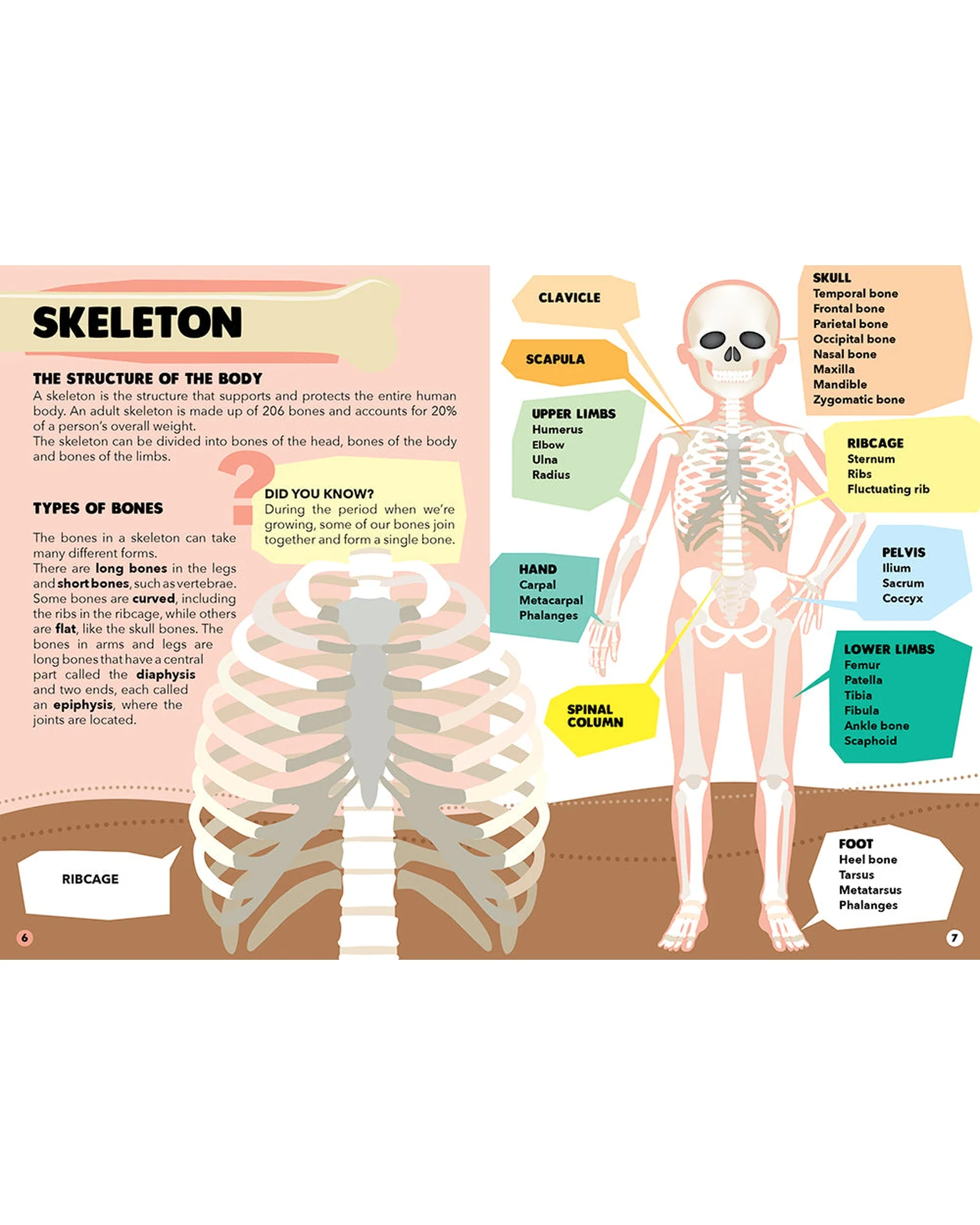 Travel Learn Explore – The Human Body - Image 15