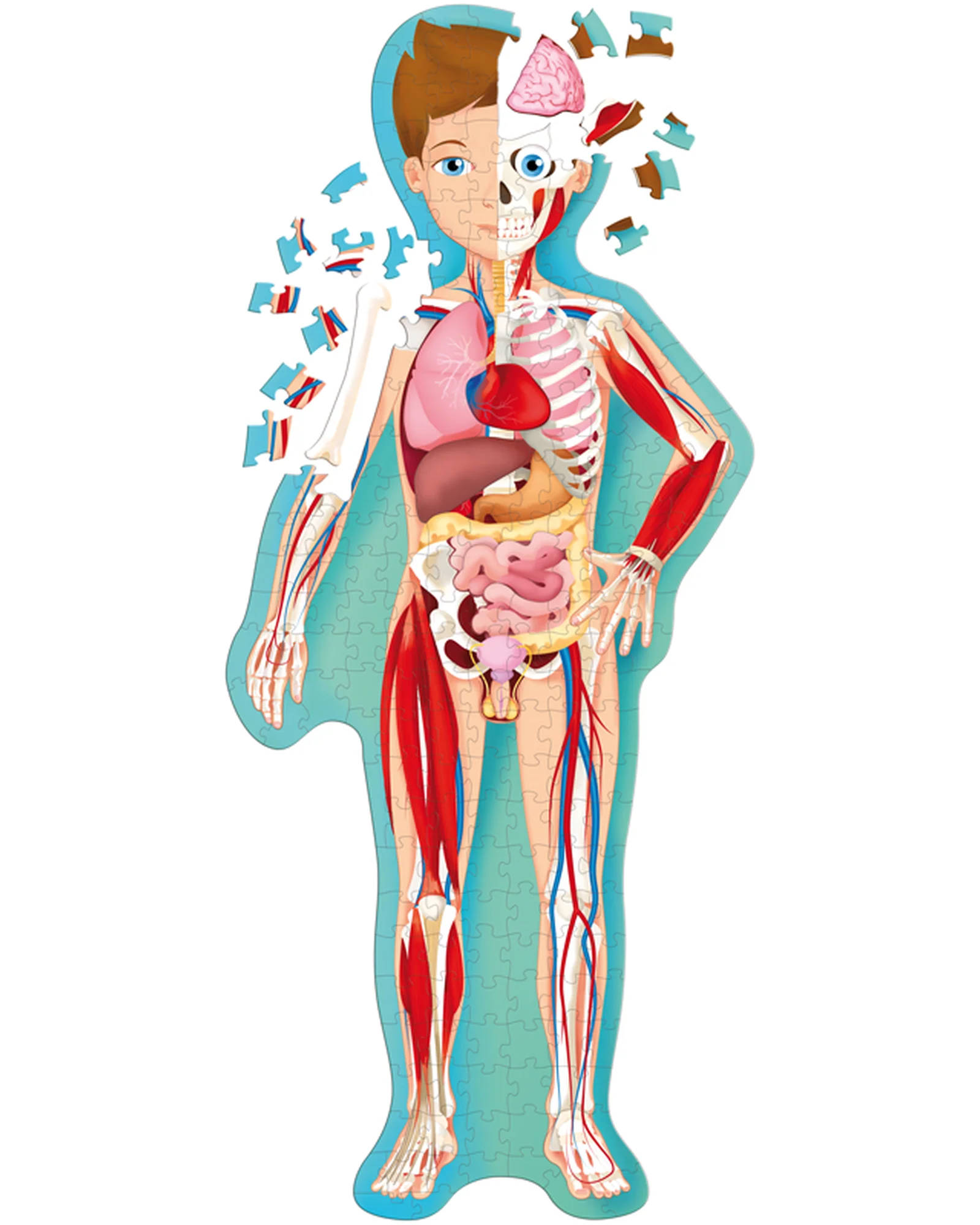 Travel Learn Explore – The Human Body - Image 8